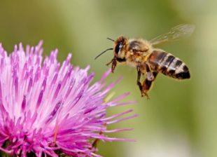 ¿Qué es la miel multifloral y cuáles son sus propiedades?