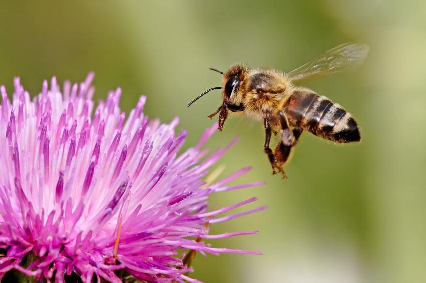 ¿Qué es la miel multifloral y cuáles son sus propiedades?