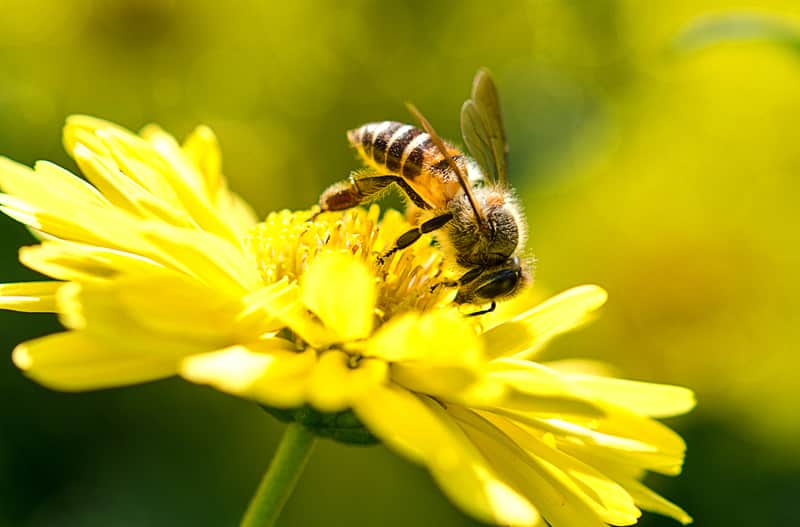 ¿Cómo se recolecta la miel de abeja?
