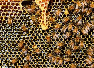 ¿Cómo saber si la miel de abeja es pura o adulterada?